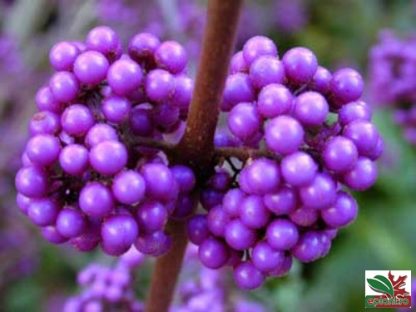 Callicarpa bondinieri 'Profusion'