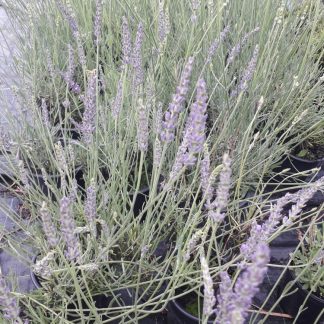 lavandula intermedia