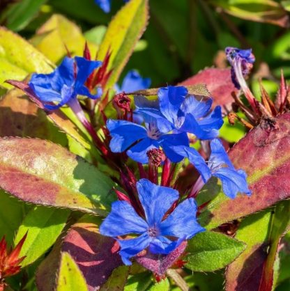 Ceratostigma plumbaginoides 'Autumn Blue'