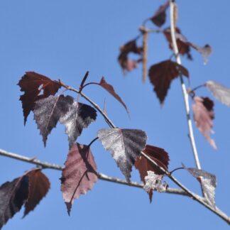 Betula pendula 'Purpurea'